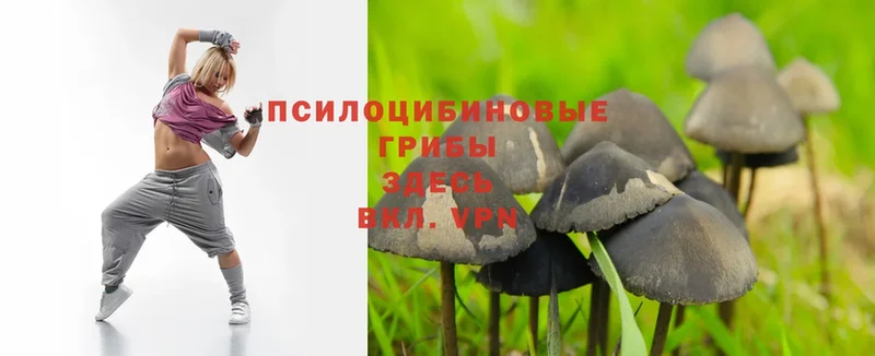 Псилоцибиновые грибы Psilocybe  Бикин 